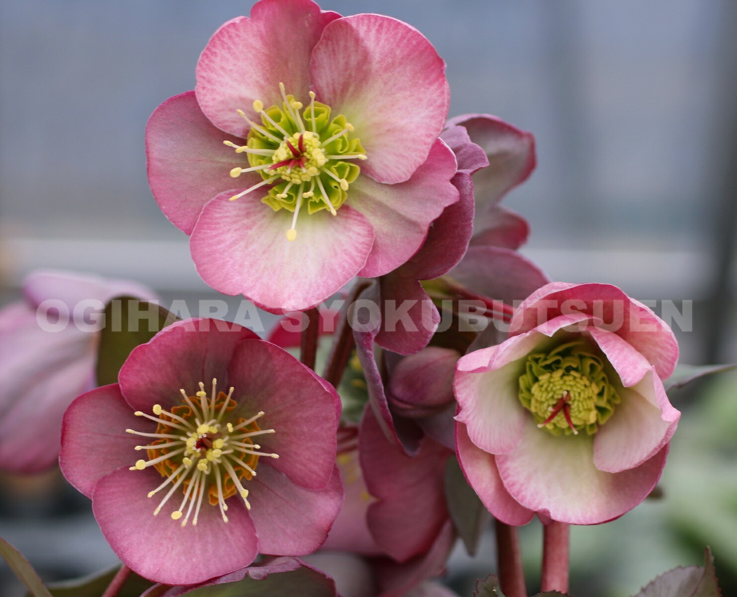 楽天市場】クリスマスローズ 'サリーズ シェル' 大苗 : おぎはら植物園