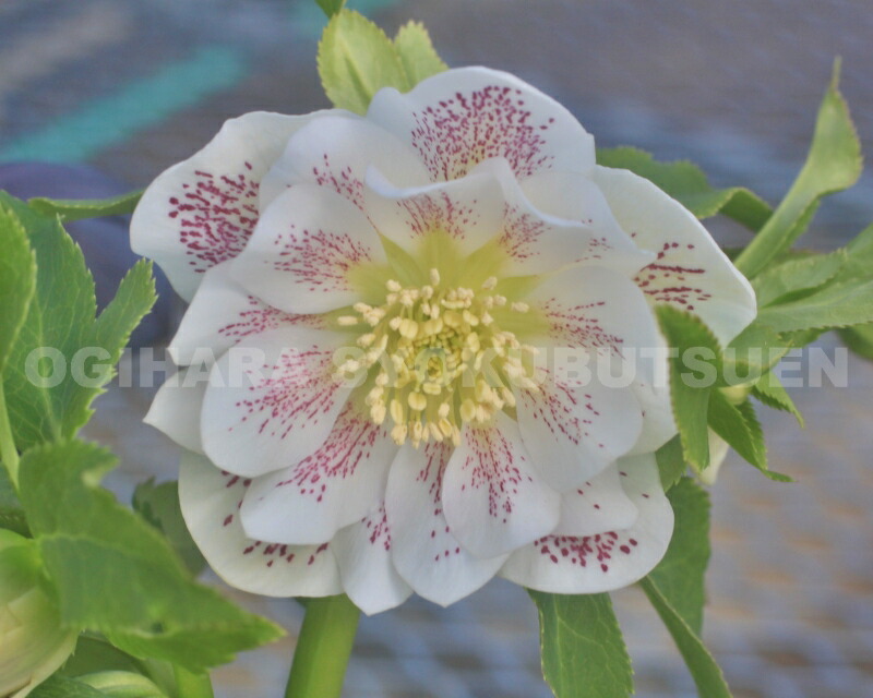 楽天市場】クリスマスローズ ホワイト スポット ダブル 大苗 : お