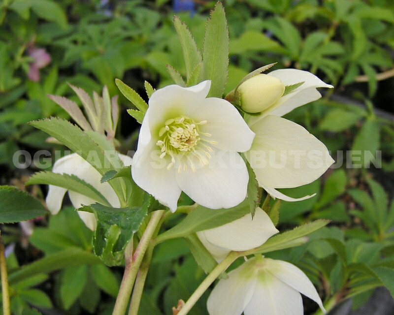 楽天市場】クリスマスローズ 'プチドール・栞（しおり）'（メリクロン