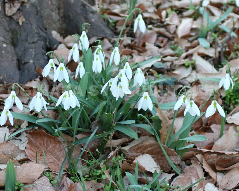 楽天市場】スノードロップ（芽出しポット苗） : おぎはら植物園