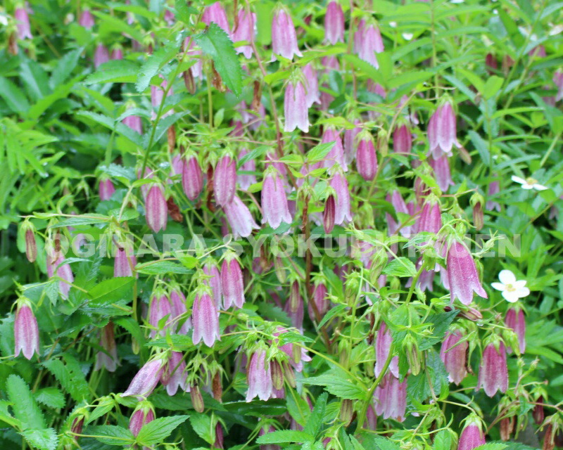 楽天市場】ホタルブクロ 'ルブリフロラ' : おぎはら植物園