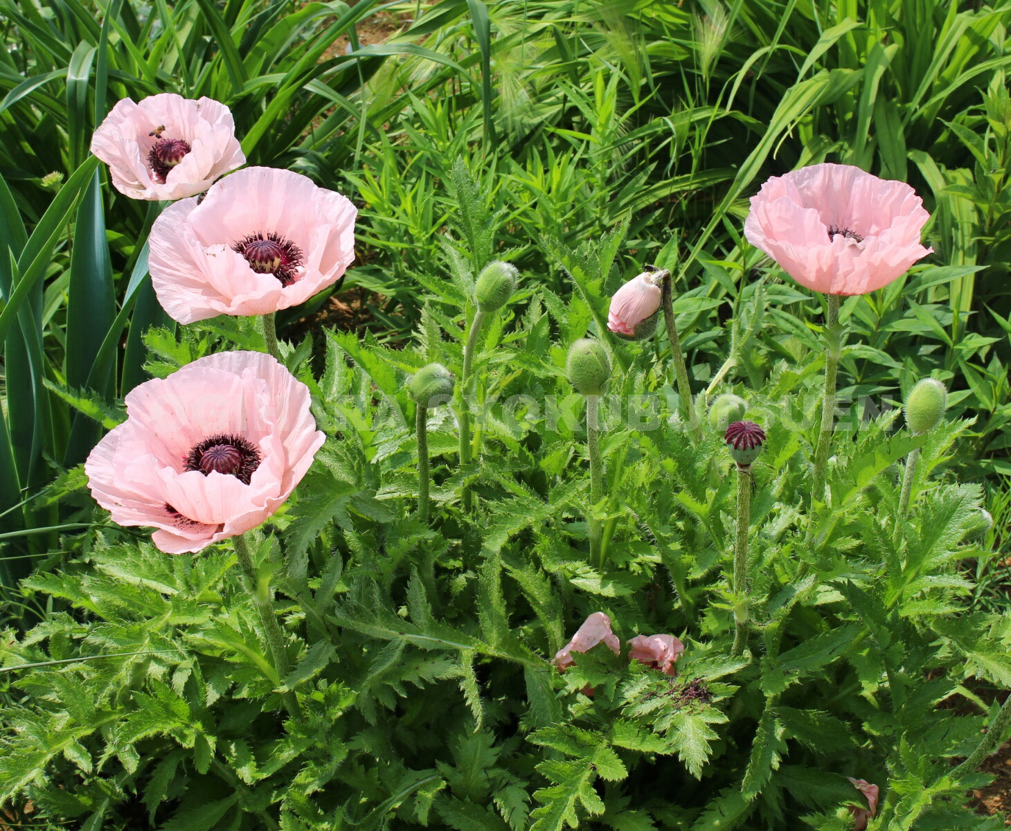 楽天市場】オリエンタルポピー 'カルネウム' : おぎはら植物園
