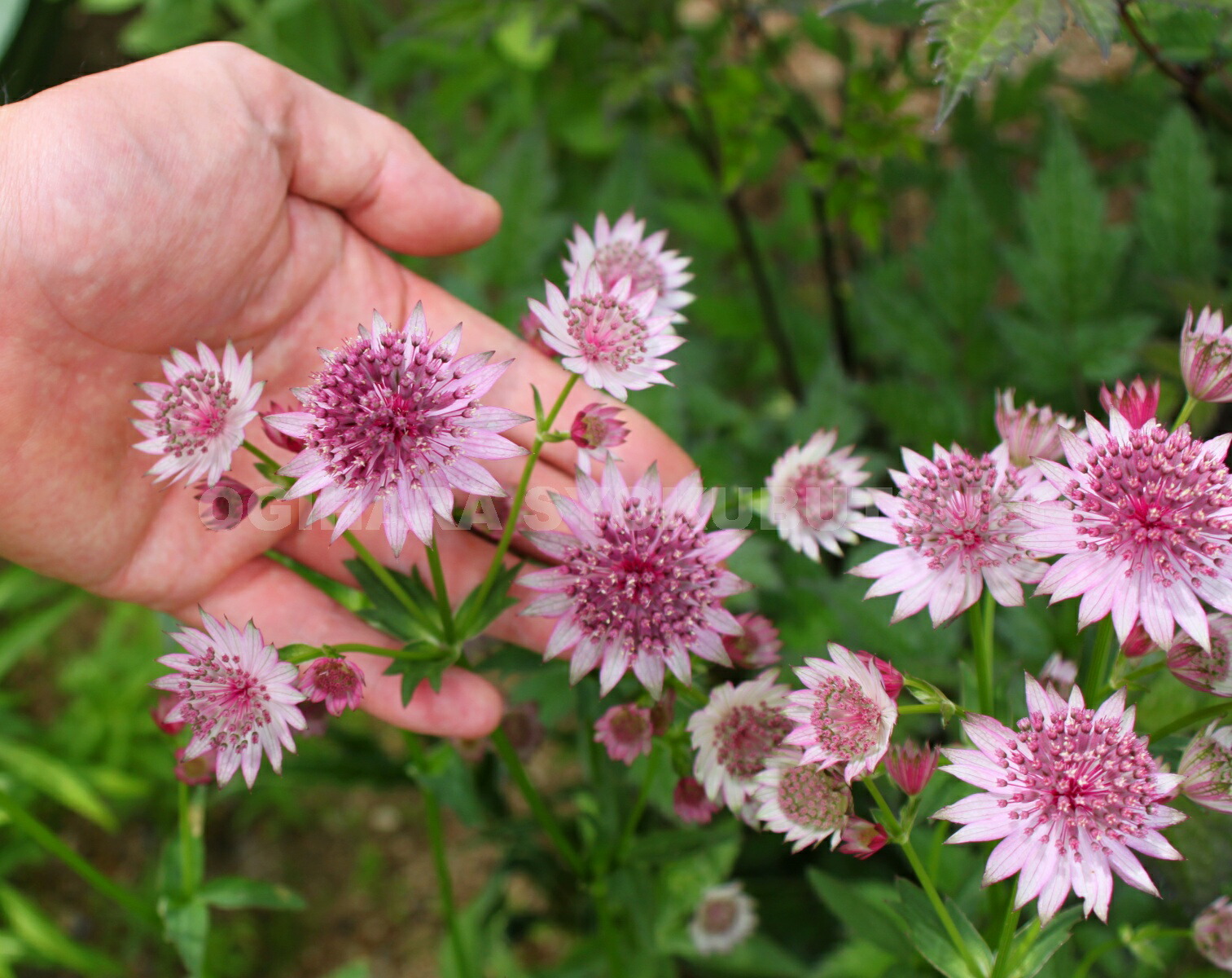 楽天市場】アストランティア 'ローマ' : おぎはら植物園