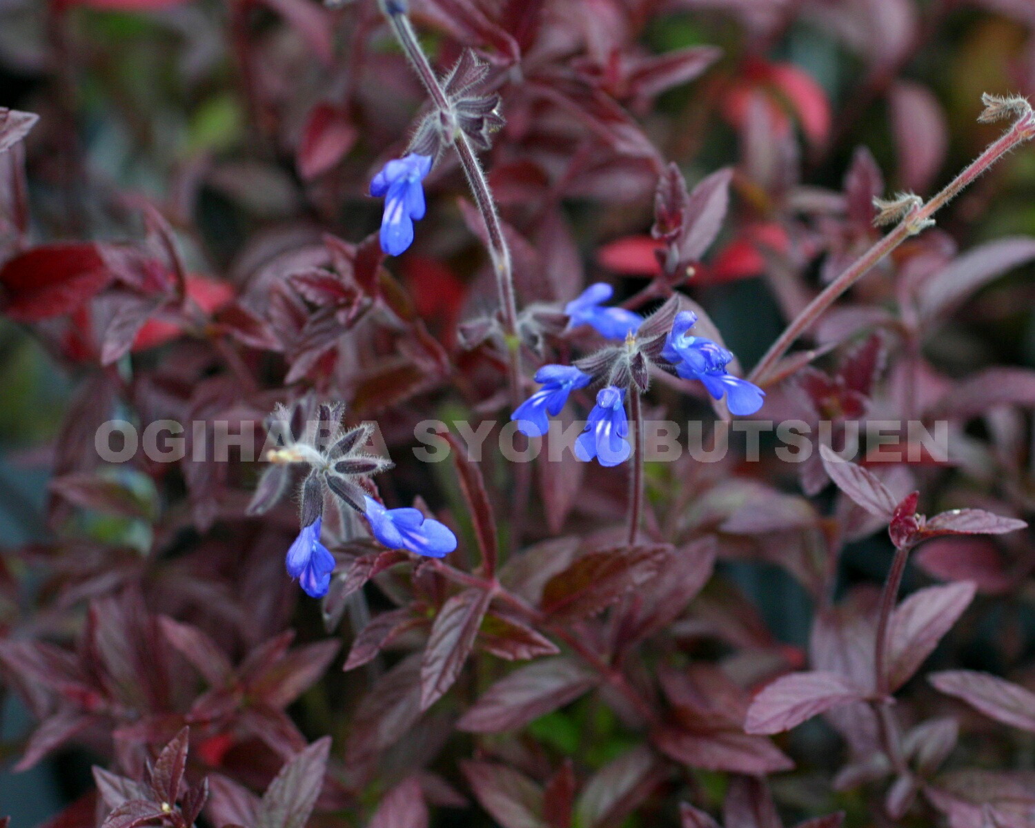 楽天市場】シナロアセージ （サルビア 'コスミックブルー'） : お