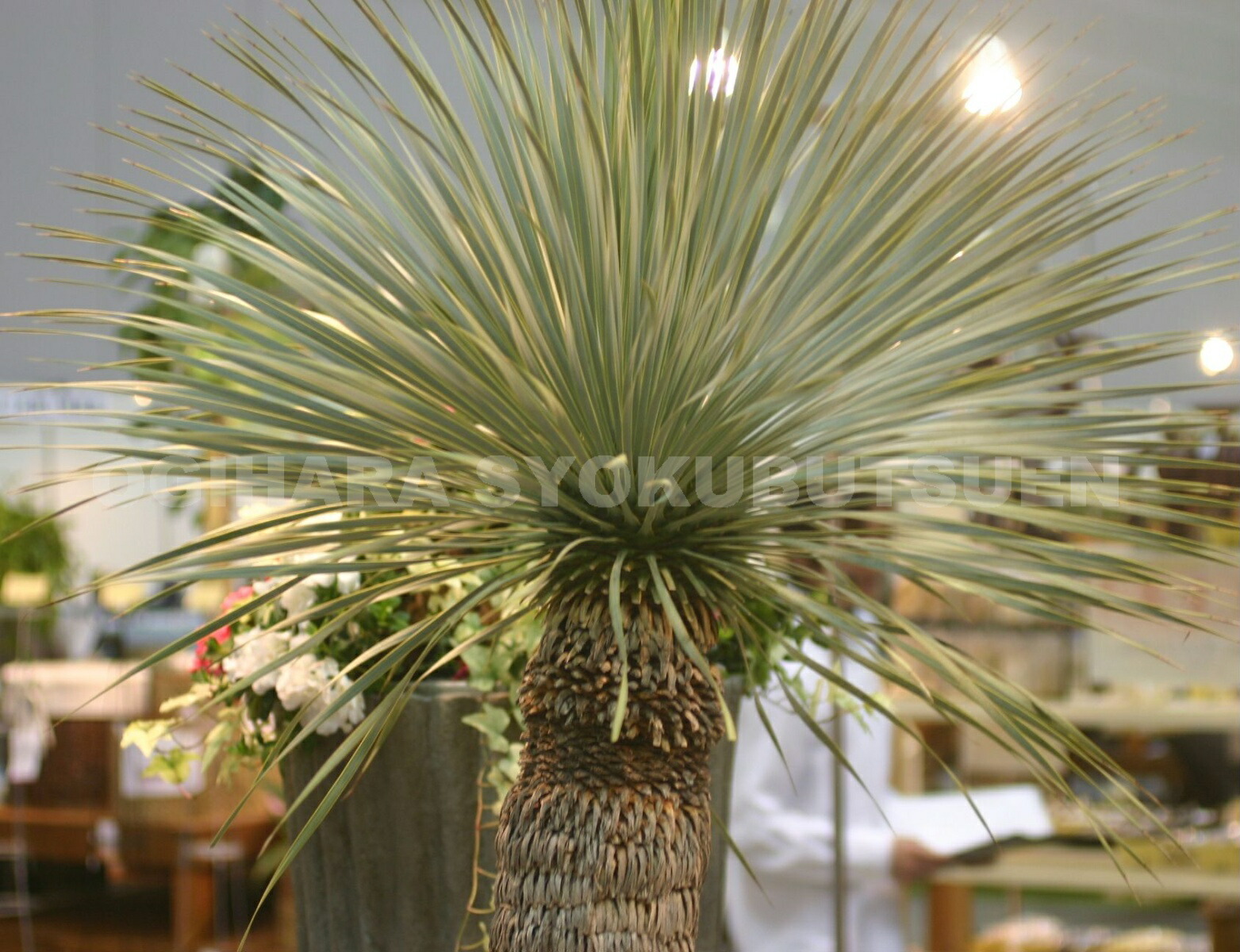 楽天市場】ユッカ ロストラータ 'サファイヤ スカイズ' : おぎはら植物園