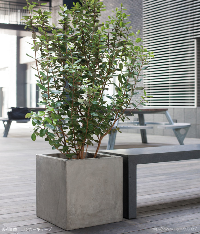 楽天市場】プランター 大型 植木鉢 正方形 ファイバー強化セメント 鉢