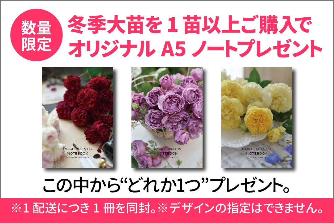 バラの家 公式本店 ロサオリエンティス【バラ苗 専門店】 期間限定セール