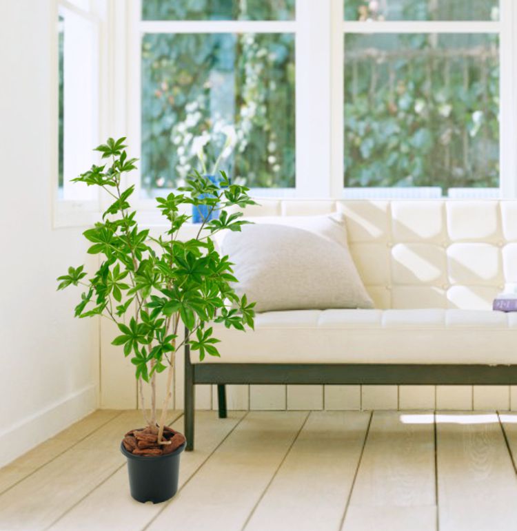 楽天市場】バオバブの木 100cm (フェイクグリーン 造花 サバンナ