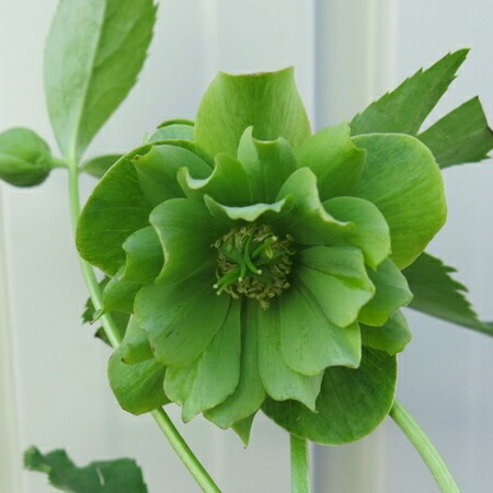 楽天市場】【現品】クリスマスローズ ウィンターシンフォニー ダブル