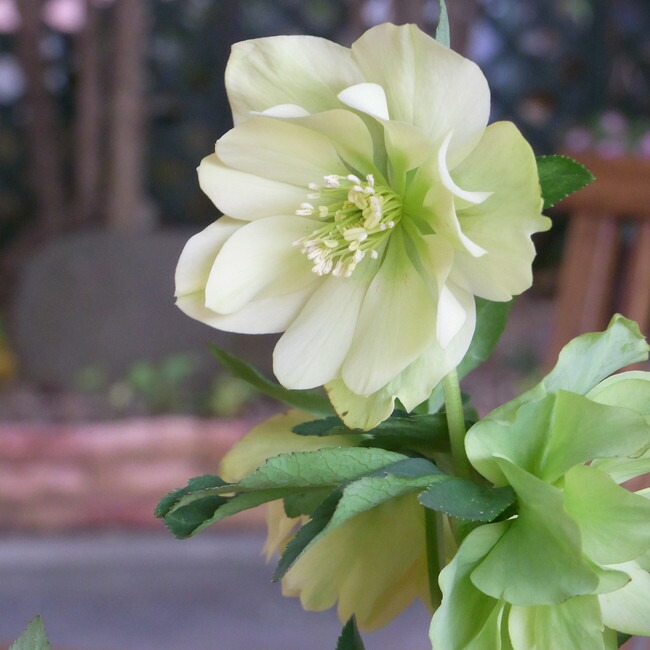 楽天市場】【アンジェリエ】 八重咲きクリスマスローズ 3号ポット 苗