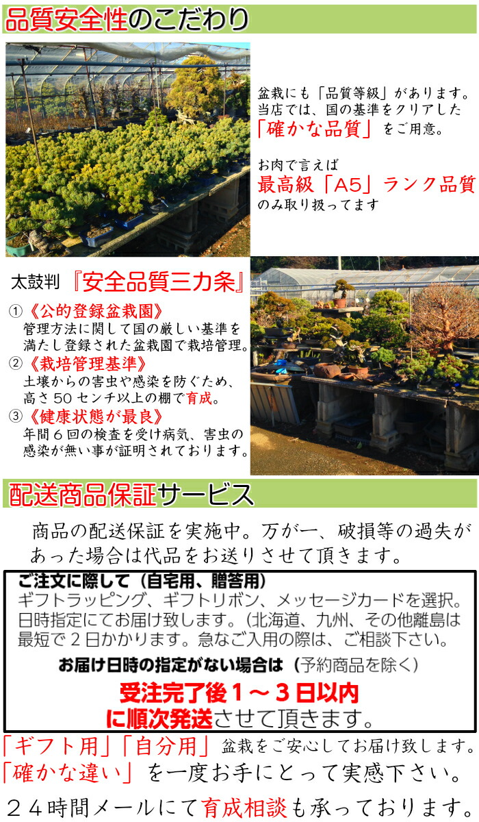 楽天市場】盆栽 真柏 樹齢6年 挿し木 特撰曲幹 糸魚川真柏 素材4号プラ