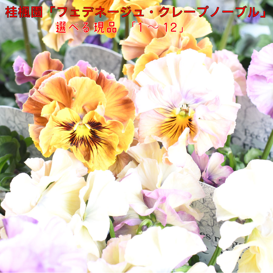 楽天市場】フェデネージュ クレープノーブル 【選べる現品1〜12】 桂楓