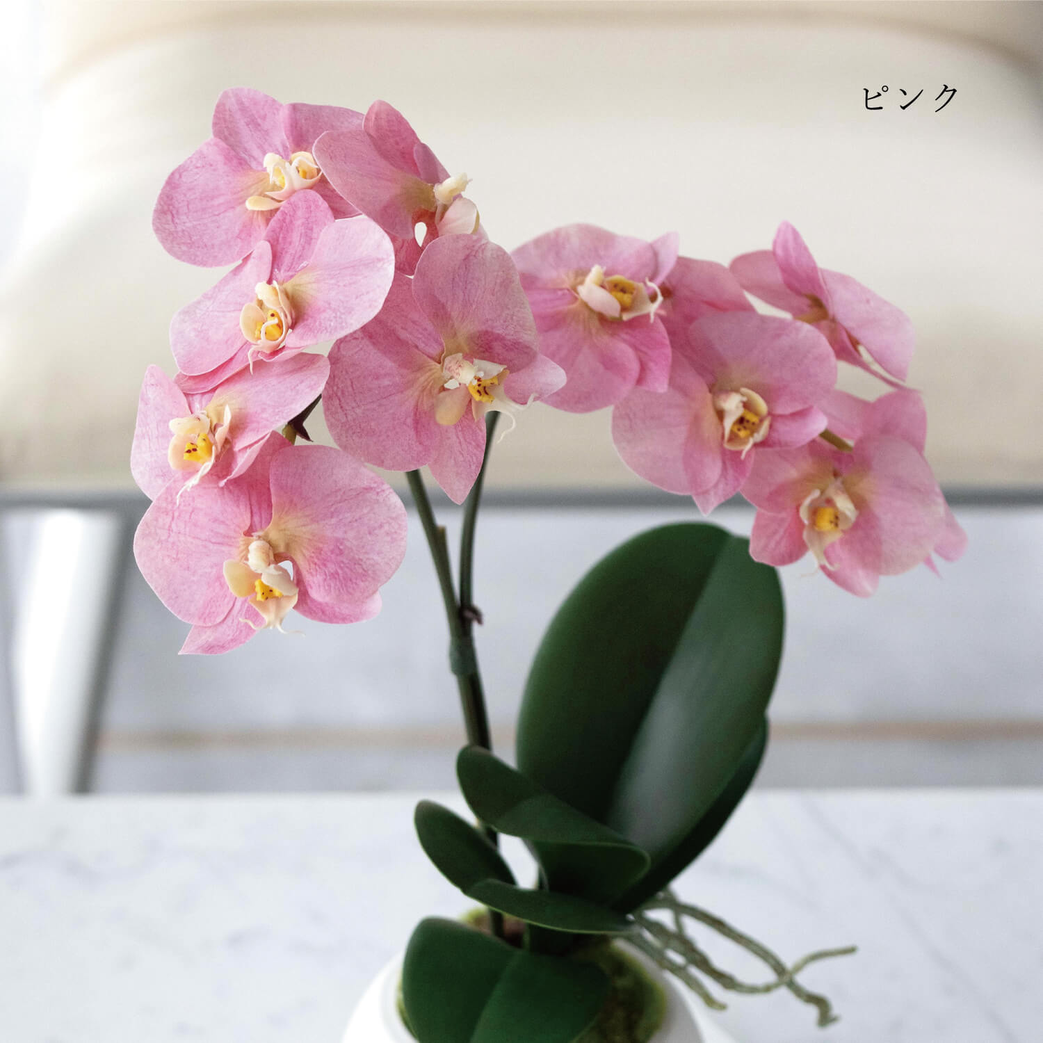 楽天市場】【ポイントUP】【公式】コチョウラン 胡蝶蘭 ピンク ピーチ
