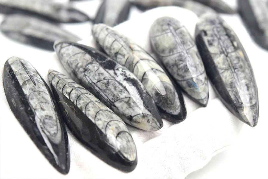 楽天市場】オルソセラス 直角貝 ミニサイズ 化石◇モロッコ産◇種類お