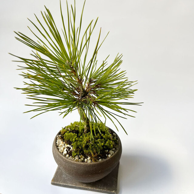 盆栽 黒松の盆栽（焼締鉢）飾り皿付 くろまつ クロマツ 男松 贈り物