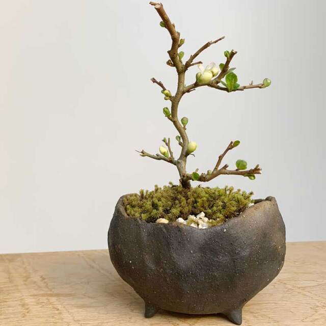 父の日の贈り物に！】年に数回可憐な花が楽しめます【白長寿梅（しろ