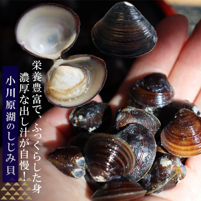 青森 しじみ貝 販売 送料無料 【小川原湖産 冷凍しじみ Lサイズ2kg