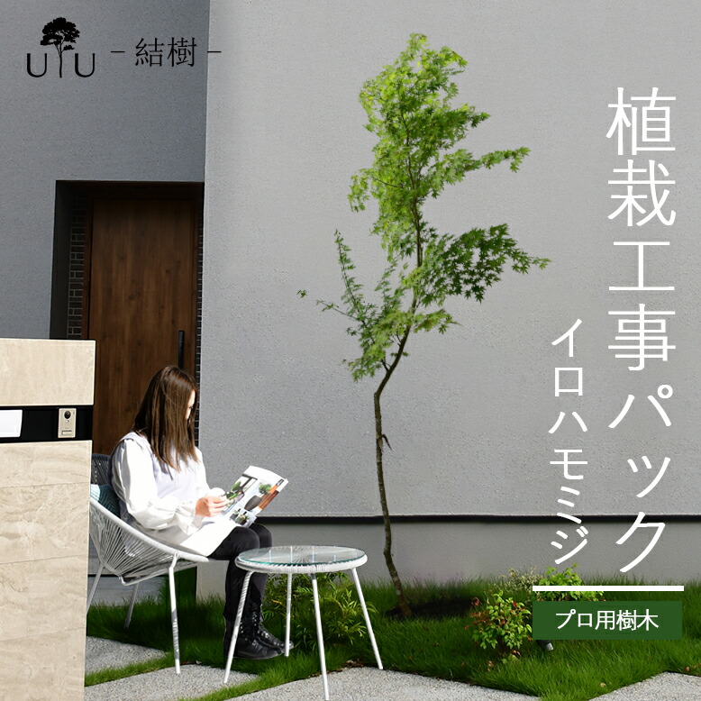 施工付き植木シンボルツリー 樹高2.5m以上 イロハモミジhnw1 j-1