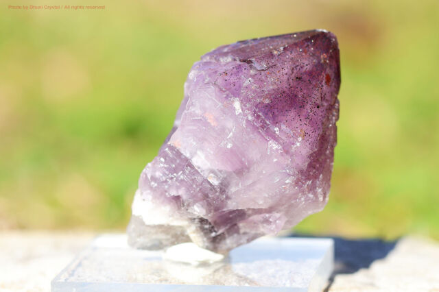 ピュアレイ・レムリアン・ルーツ(A474)