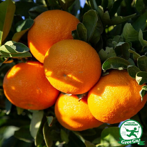 □優良2年生大苗□ 紀州みかん 苗木 【紀州小みかん （きしゅうこ