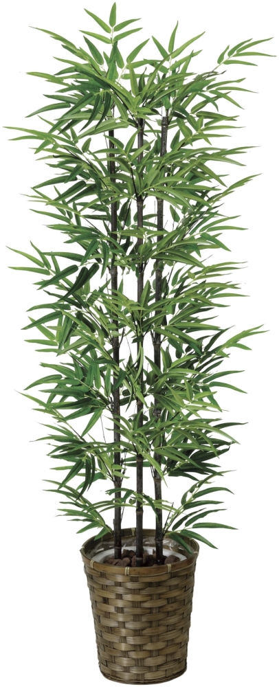 光触媒 光の楽園 ナチュラルトラベラーズパーム1.6【インテリア