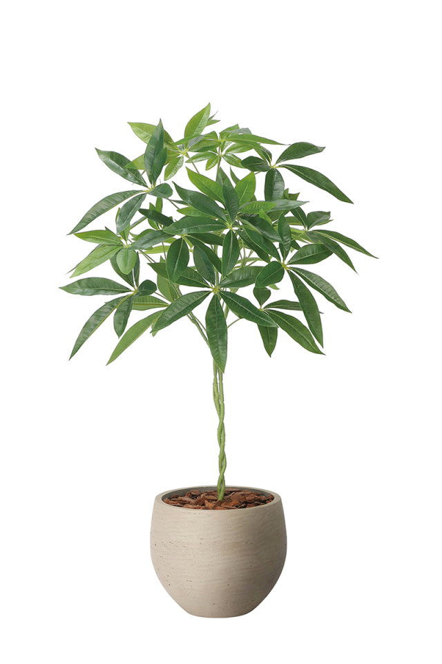 光触媒 光の楽園 ウッドボックストネリコミックス1.8【インテリア