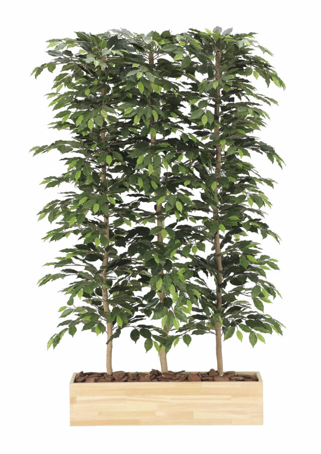 光触媒 光の楽園 ウッドプランターベンジャミン1.8（組立式