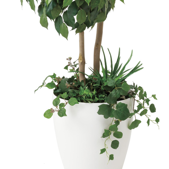 光触媒 光の楽園ベンジャミンダブルフェイス（植栽付） 高さ 1.8m