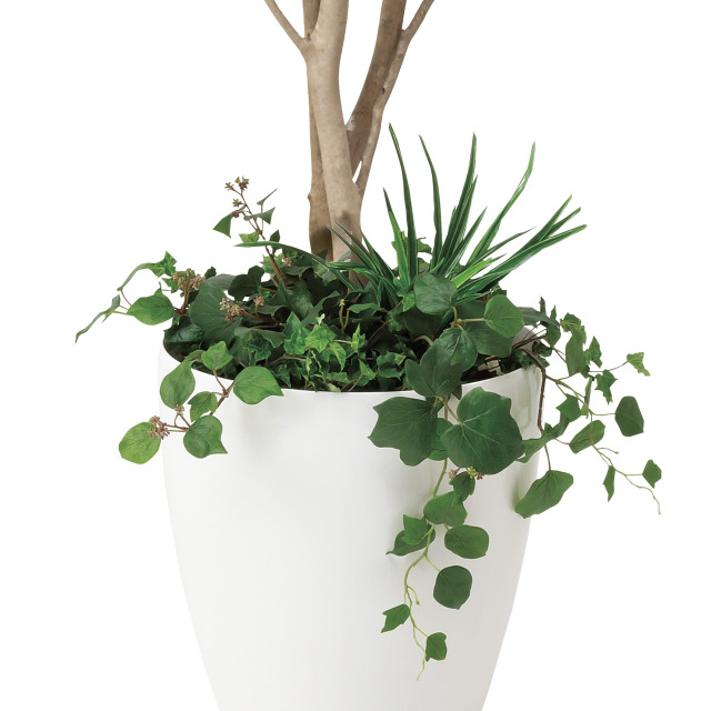 光触媒 光の楽園フィカスベンジャミン（植栽付） 高さ 1.8m