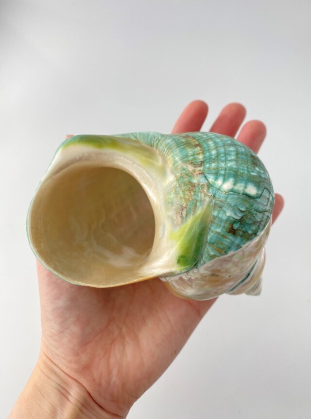 ターボブロゴス真珠磨き・グリーン(アフリカヤコウガイ)【9cm前後/1