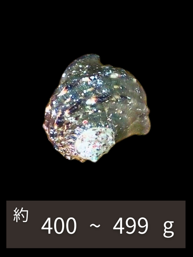 夜光貝【約400～499g/1個】EN:Green Turbo Snail (Size:400-499g, Unit