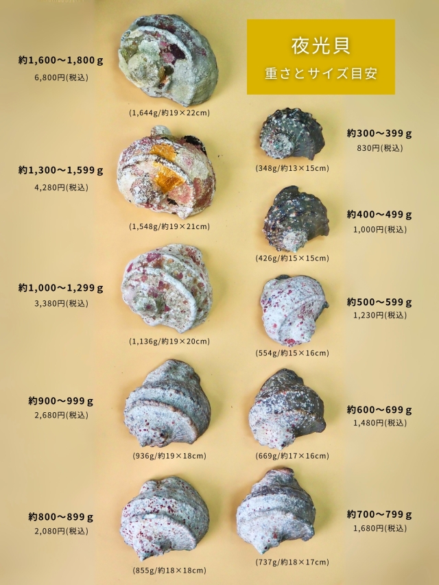 夜光貝【約500～599g/1個】EN:Green Turbo Snail (Size:500-599g, Unit