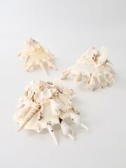 ホラガイ【30cm前後/1個】法螺貝 貝殻