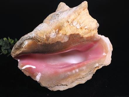 ☆巨大！極上天然桃色巻貝☆貝の女王！クイーンコンク☆絶滅の危機に