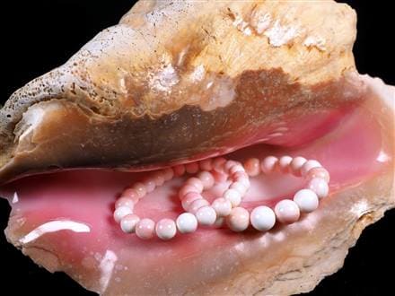 ☆巨大！極上天然桃色巻貝☆貝の女王！クイーンコンク☆絶滅の危機に