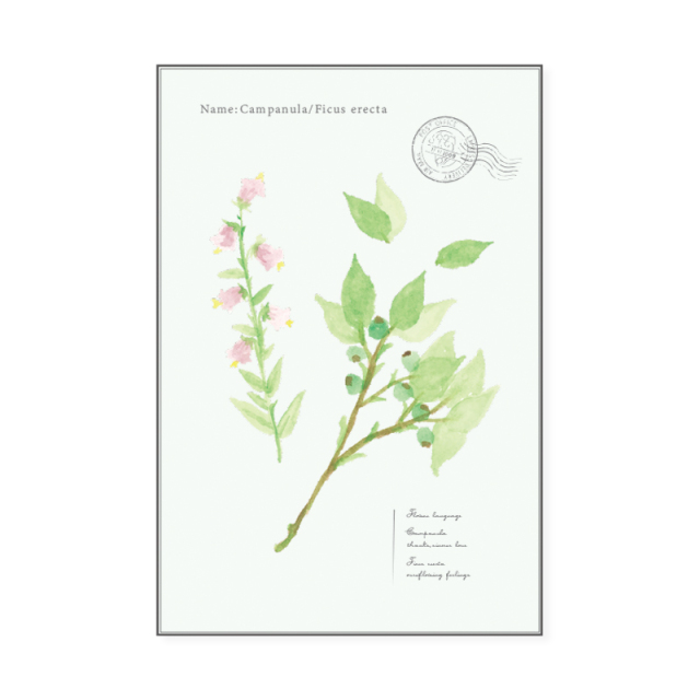 VP-14：バラエティポストカード グリーン植物〔OZ〕