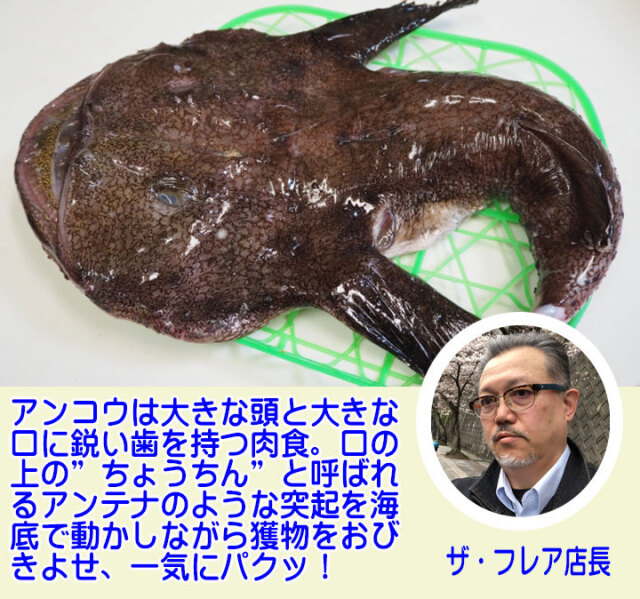 アンコウ 2.5kgから3kg丸ごと1尾 冷蔵 送料無料 山形県産天然 あんこう