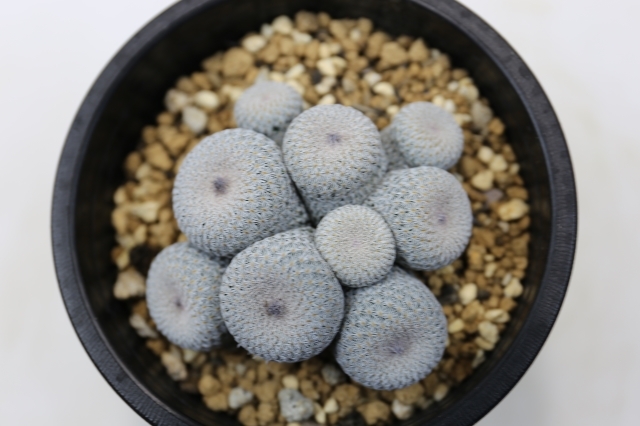 月世界群生 A0592☆エピテランサ サボテン☆「送料無料」浦部陽向園