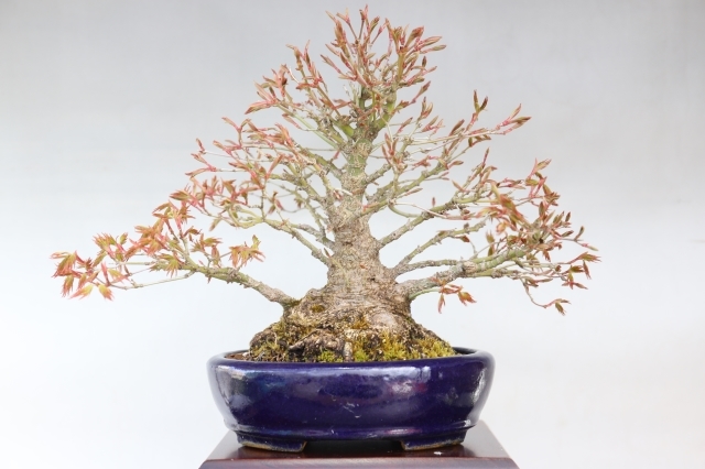 山もみじ A1452☆葉物 紅葉 小品盆栽☆「送料無料」浦部陽向園