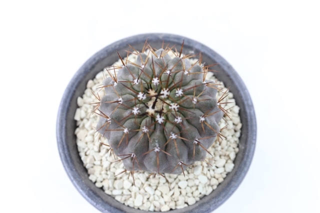 孤竜丸 実生 A1977☆コピアポア サボテン☆「送料無料」浦部陽向園