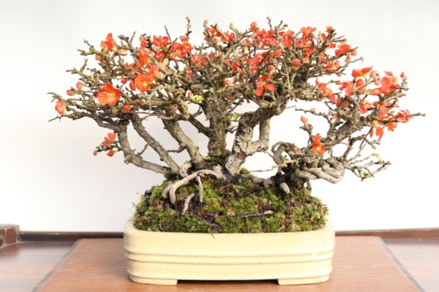 長寿梅 A2551☆野ボケ 花物実物類 貴風盆栽☆「送料無料」浦部陽向園