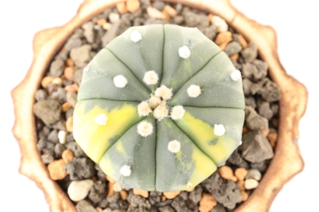 瑠璃兜錦 A2943☆アストロフィツム ルリカブトニシキ サボテン☆「送料