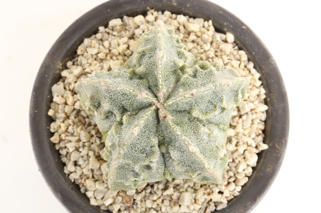 複隆ランポー玉 実生 A3004☆アストロフィツム サボテン☆「送料無料