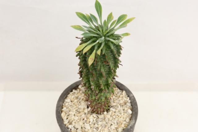 安曇野鉄甲丸 A3148☆ユーフォルビア 鉄甲丸 多肉植物☆浦部陽向園