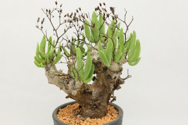 万物想 輸入球 A3560☆チレコドン レティキュラーツス 多肉植物