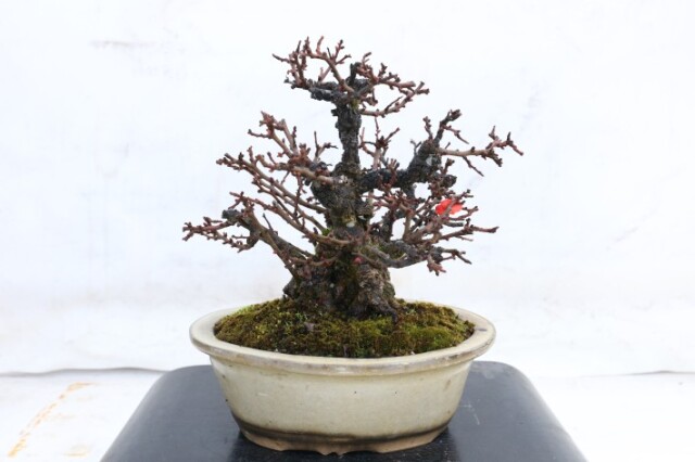 送料無料】長寿梅 チョウジュバイ 小品盆栽 A3808｜盆栽 花物実物