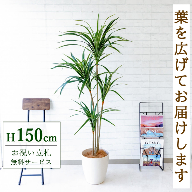 人工 観葉植物 フェイク グリーン ユッカ H約155cm 店舗 装飾 開店
