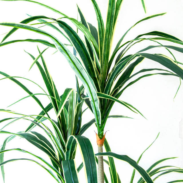 人工 観葉植物 フェイク グリーン ユッカ H約155cm 店舗 装飾 開店