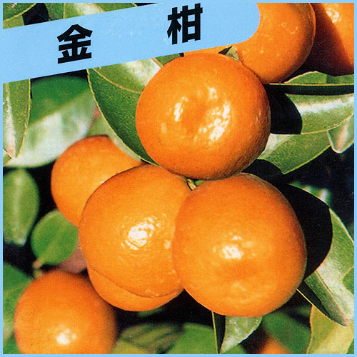 果樹園「花育通販」大実金柑（キンカン・きんかん）の苗木を販売