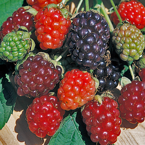 果樹園「花育通販」ブラックベリー苗木 ボイソンベリー(ボイセンベリー